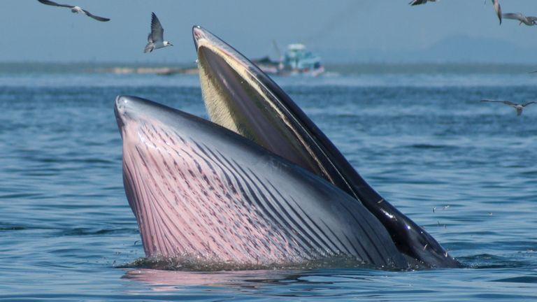 Bitcoin Whale