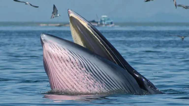 Bitcoin Whale